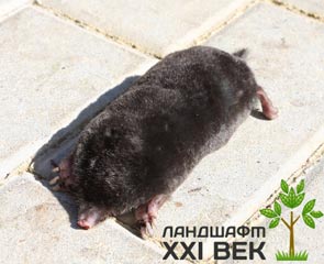 Увеличить как избавиться от крота